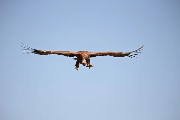 Kızıl akbaba, gyps fulvus — Stok fotoğraf