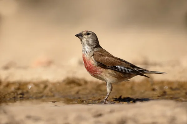 がまぐち carduelis 系 — ストック写真