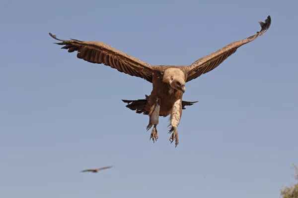 Grifone Avvoltoio, Gyps fulvus — Foto Stock