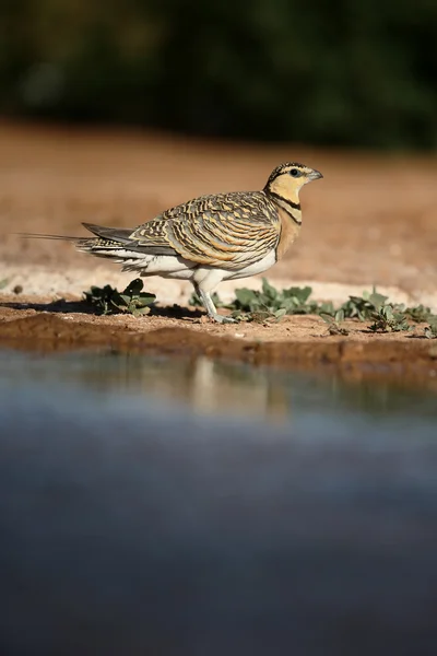 Pin-tailed sandgrouse, Pterocles alchata — Stock Photo, Image