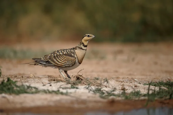 PIN sledoval sandgrouse Pterocles alchata — Stock fotografie