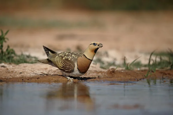 Nadelschwanzsandhuhn, Flughühner — Stockfoto