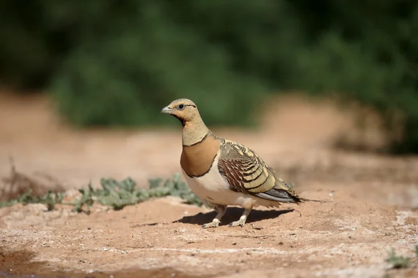 Arenisca cola de alfiler, Pterocles alchata —  Fotos de Stock