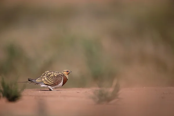 Pin-tailed sandgrouse, Pterocles alchata — Stock Photo, Image