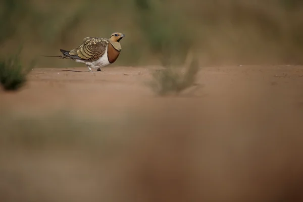 Pin-tailed sandgrouse, Pterocles alchata — Stockfoto