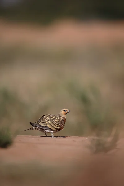 Pin-tailed sandgrouse, Pterocles alchata — Stock Photo, Image