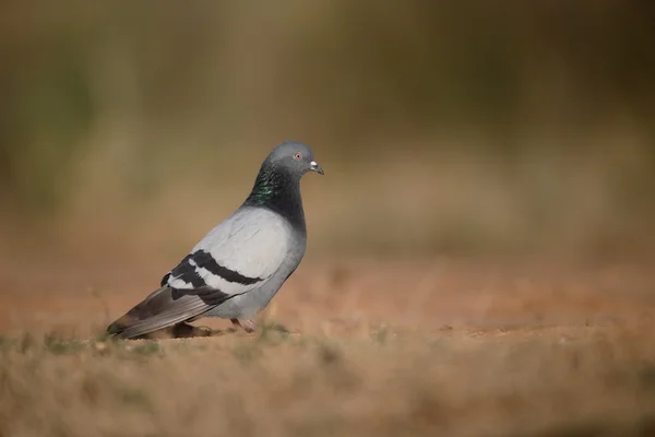 바위 비둘기, 비둘기 리비아 — 스톡 사진