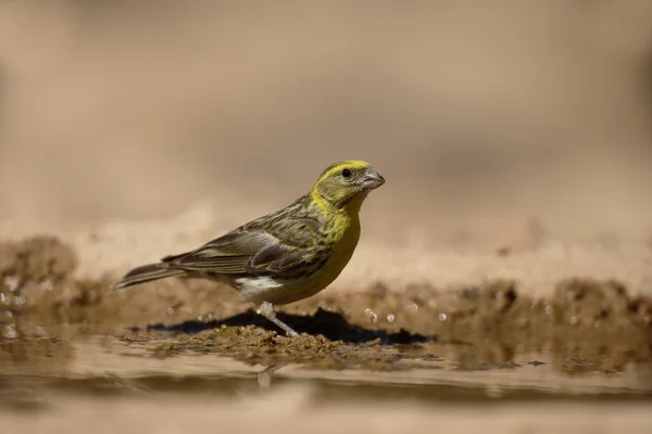 Verdecillo, serinus serinus — Foto de Stock