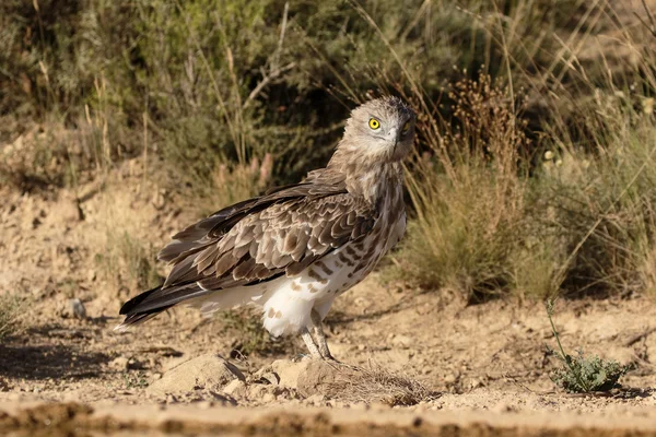 Aquila dalle dita corte, Circaetus gallicus — Foto Stock