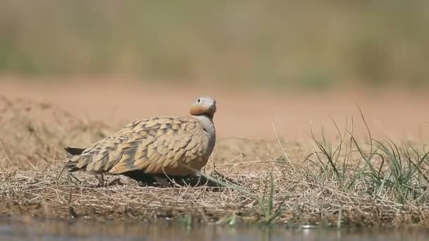 Schwarzbauchhuhn, Flughühner orientalis, — Stockvideo