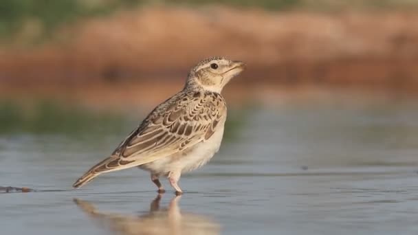 Calandra Κορυδαλλός, melanocorypha calandra, — Αρχείο Βίντεο