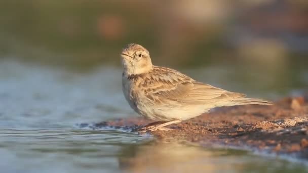 Melanocorypha はクビワコウテンシ calandra ヒバリ, — ストック動画