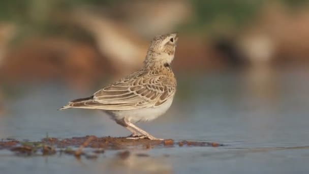 Calandra skřivan, melanocorypha calandra, — Stock video