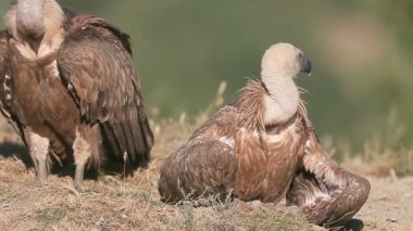 Kızıl akbaba, gyps fulvus,