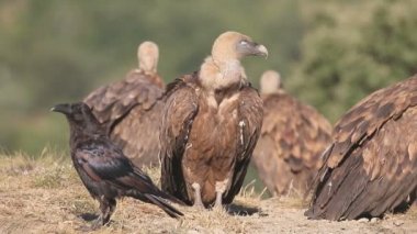 Kızıl akbaba, gyps fulvus, 