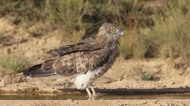 Bozkır kartalı – circaetus gallicus
