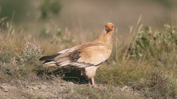 檻ではシロエリハゲワシ、エジプトハゲワシ, — ストック動画