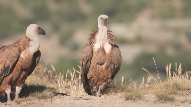 Grifone Avvoltoio, Gyps fulvus, — Video Stock