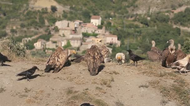 Griffon Abutre, Gyps fulvus, — Vídeo de Stock