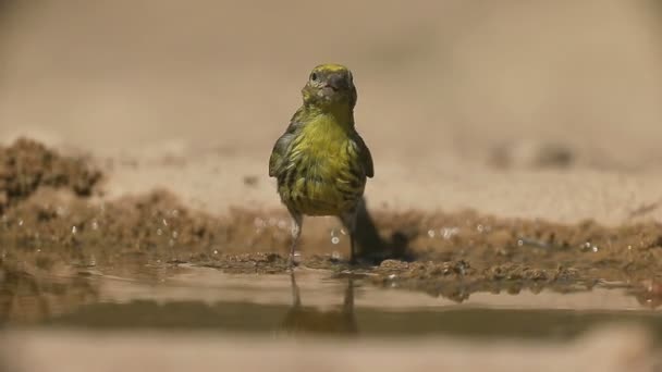 Serin, serinus serinus — Stockvideo