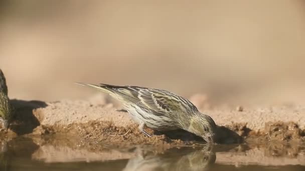 Serin Serinus serinus — Video Stock