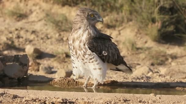 Short-toed eagle, Circaetus gallicus — Stock Video