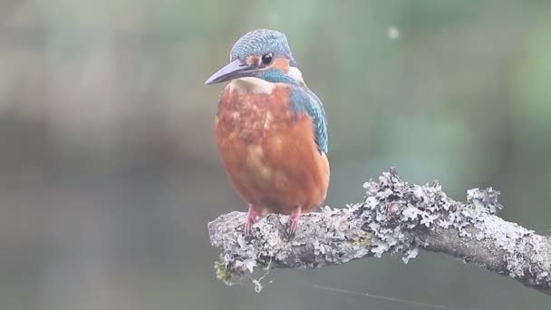 Kingfisher, Alcedo en este — Vídeo de stock