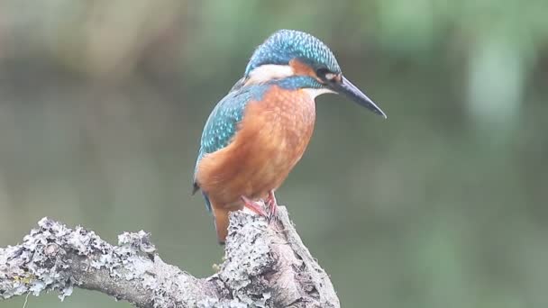 Kingfisher, Alcedo en este — Vídeo de stock