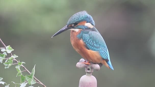 Kingfisher, Alcedo nisto. , — Vídeo de Stock