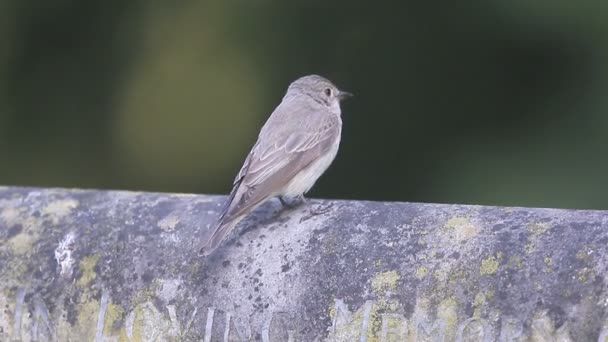 Gefleckter Fliegenfischer, muscicapa striata, — Stockvideo