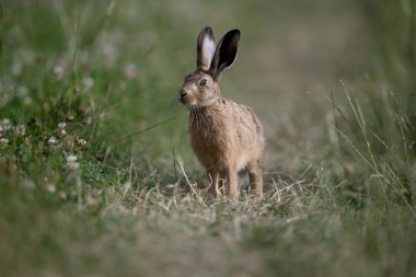 European brown hare, Lepus europaeus clipart