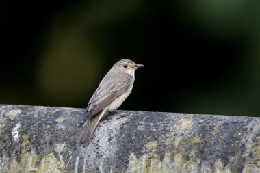 Benekli sinekkapan, muscicapa striata