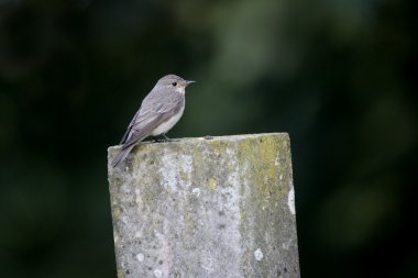Benekli sinekkapan, muscicapa striata