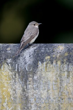 Benekli sinekkapan, muscicapa striata