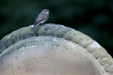 Benekli sinekkapan, muscicapa striata