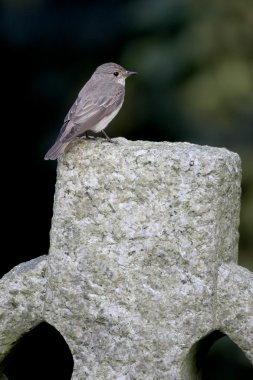 Benekli sinekkapan, muscicapa striata