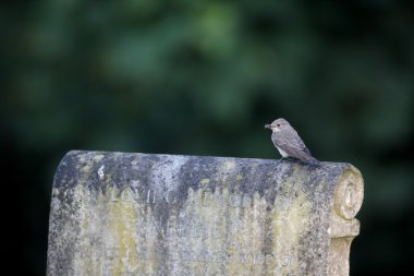 Benekli sinekkapan, muscicapa striata