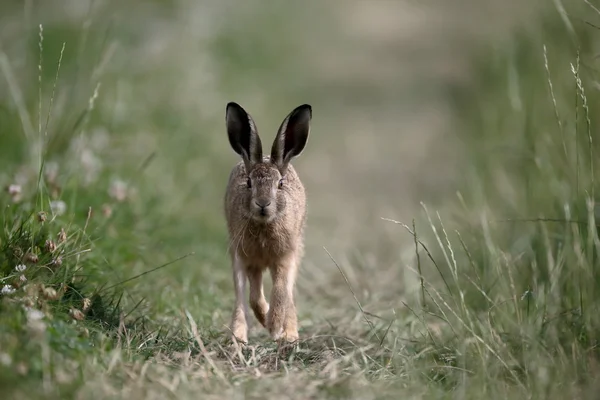 European brown hare, Lepus europaeus — Stock Photo, Image