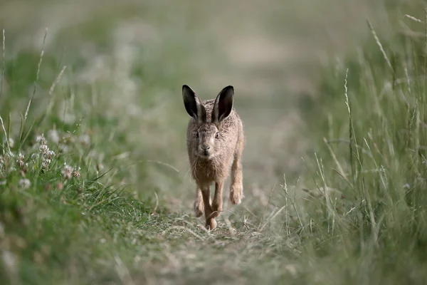 Европейский бурый заяц, lepus europaeus — стоковое фото