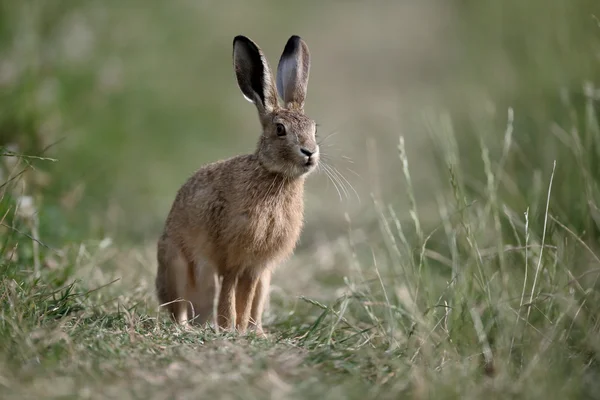 European brown hare, Lepus europaeus — Stock Photo, Image