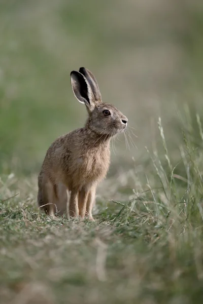 Lebre castanha europeia, lepus europaeus — Fotografia de Stock