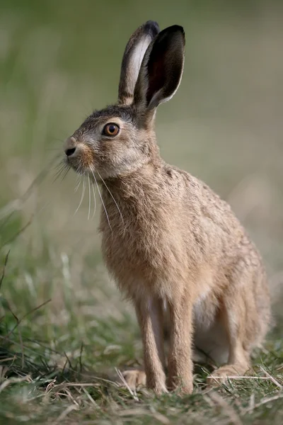 European brown hare, Lepus europaeus — Stock Photo, Image