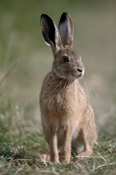 Avrupa kahverengi tavşan, tavşan europaeus — Stok fotoğraf