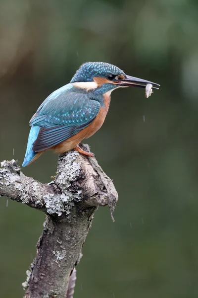 Zimorodek alcedo atthis — Zdjęcie stockowe