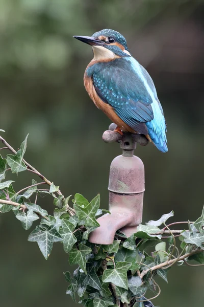 Yalıçapkını, alcedo şuna — Stok fotoğraf