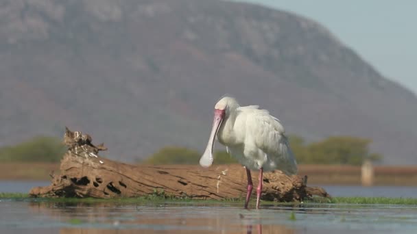 Afrikansk skedstork, platalea alba — Stockvideo