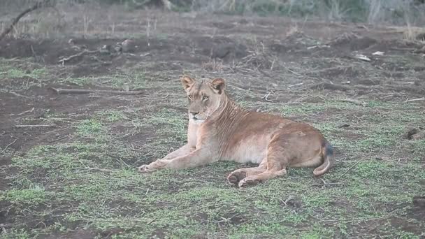 Afrika aslanı, panthera leo — Stok video