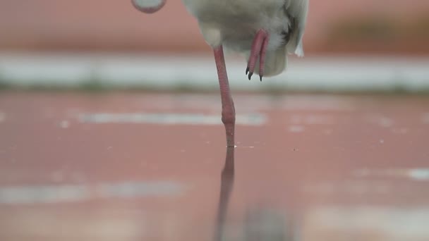 AK kaşıkçı, platalea alba — Stok video