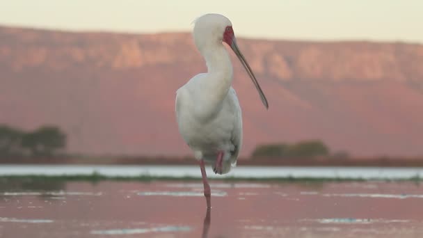 Colher africana, Platalea alba — Vídeo de Stock