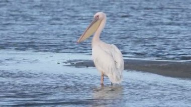 Doğu-beyaz Pelikan, Pelecanus onocrotalus